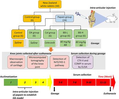 Natural product, bilobalide, improves joint health in rabbits with osteoarthritis by anti-matrix degradation and antioxidant activities